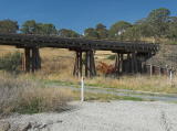 A trestle bridge south of Williamsdale, looking roughly east.