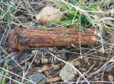 An old bolt next to the railway track near Colinton.