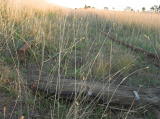 The end of the rail before it would've crossed the road. Track, sleeper, and cable can be seen here.
