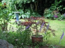 A view across the back yard from the shed across to the bird bath.