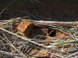 A closer look at one of the bolts on the southwest end of the crossing.