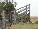 A cattle race just off the highway into Crookwell.