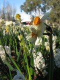 IMG_0022.JPG