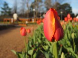 IMG_0100.JPG