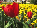 IMG_0141.JPG