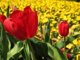 IMG_0144.JPG