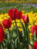 IMG_0145.JPG