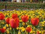 IMG_0158.JPG