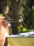 IMG_0211.JPG