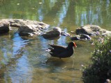 IMG_0315.jpg