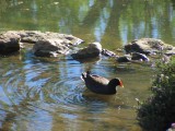 IMG_0316.jpg
