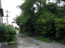 A view up the driveway of my parents' place, Lower Hutt.