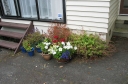 Potplants near the room I was staying, Lower Hutt.