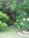 More of the front garden at my parents' place.