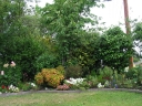 A wider shot of the front garden looking towards the road.