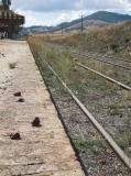 A look up Michelago platform from the southern end. A plum tree is depositing plums nearby.