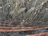Another road sign marking the former railway crossing has been dumped nearby.