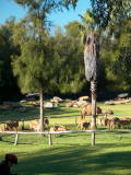 Western Plains Zoo, Dubbo.