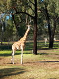 Western Plains Zoo, Dubbo.