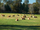 Western Plains Zoo, Dubbo.