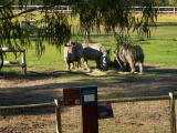 Western Plains Zoo, Dubbo.