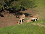 Western Plains Zoo, Dubbo.