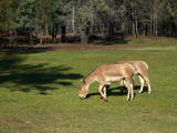 Western Plains Zoo, Dubbo.