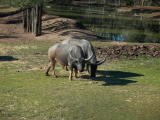 Western Plains Zoo, Dubbo.