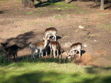 Western Plains Zoo, Dubbo.
