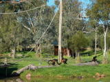 Western Plains Zoo, Dubbo.