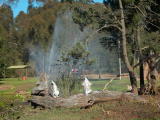 Western Plains Zoo, Dubbo.