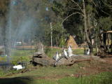 Western Plains Zoo, Dubbo.
