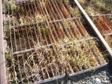 A cattle stop next to the road crossing at Williamsdale yard.