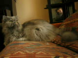 A shot of Maloo, our cat in residence.